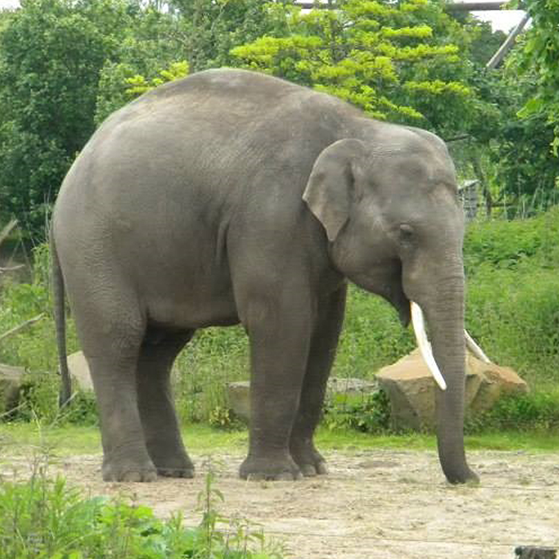 21-21-basiskader-Mierlo-Asian-Elephant